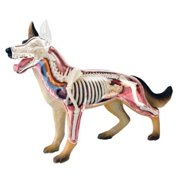 חיה איברים מודל האנטומיה 4D הכלב מודיעין הרכבת צעצוע מלמד מודל האנטומיה של DIY מדע פופולרי, מכשירי חשמל